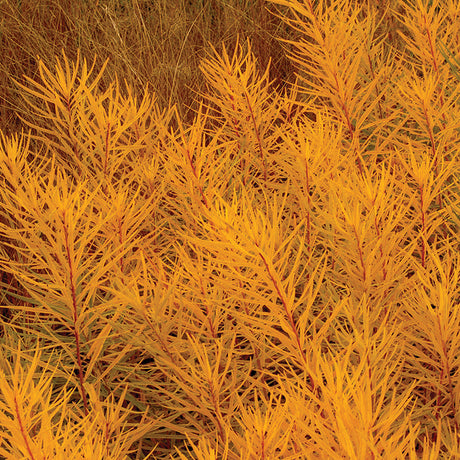 Amsonia Butterscotch in a garden pot with green foliage