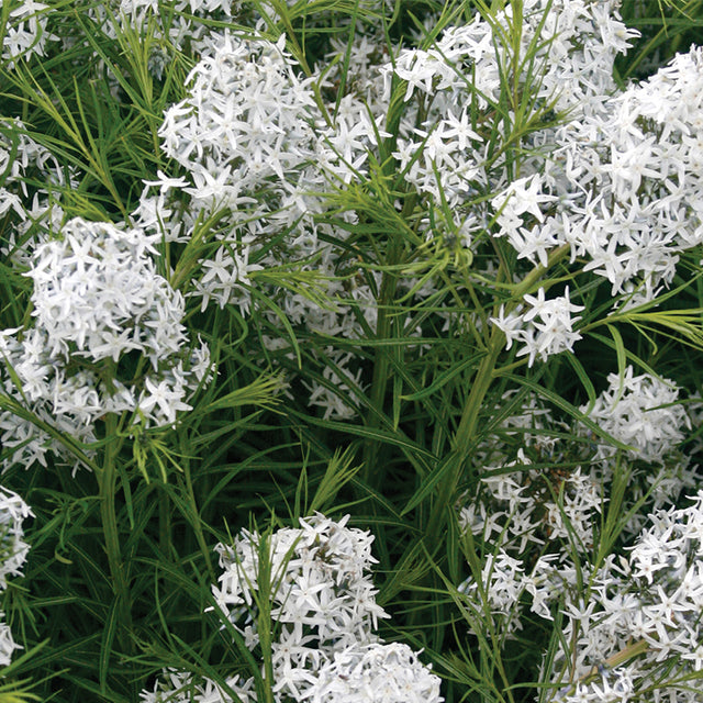 Amsonia Hubrichtii in a nursery pot with fine green foliage