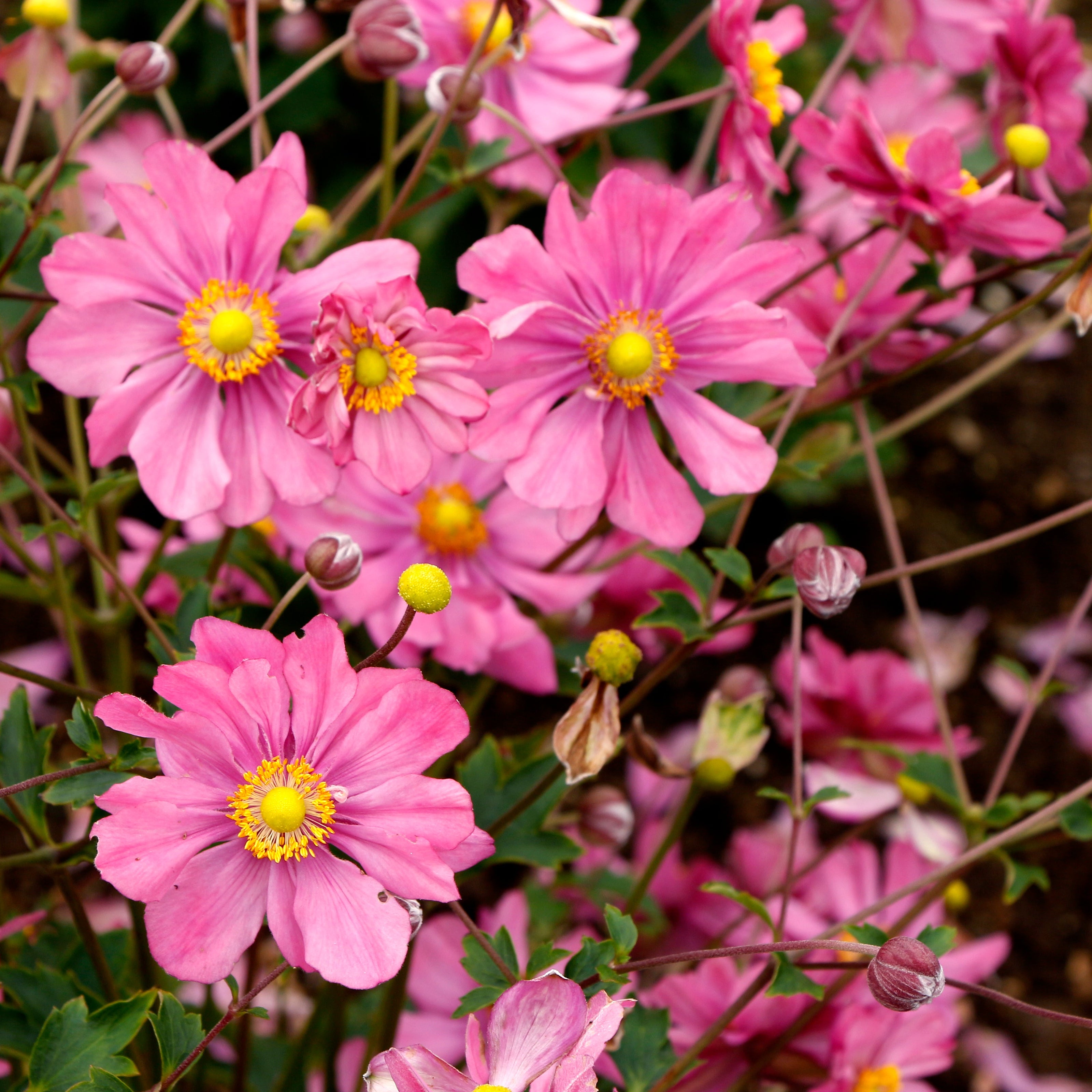 Harlequin Pastel' Anemone | Creekside Champions™ – Creekside