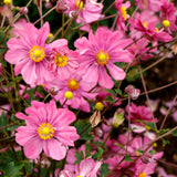 Harlequin Pastel anemone with pale pink flowers in a pot