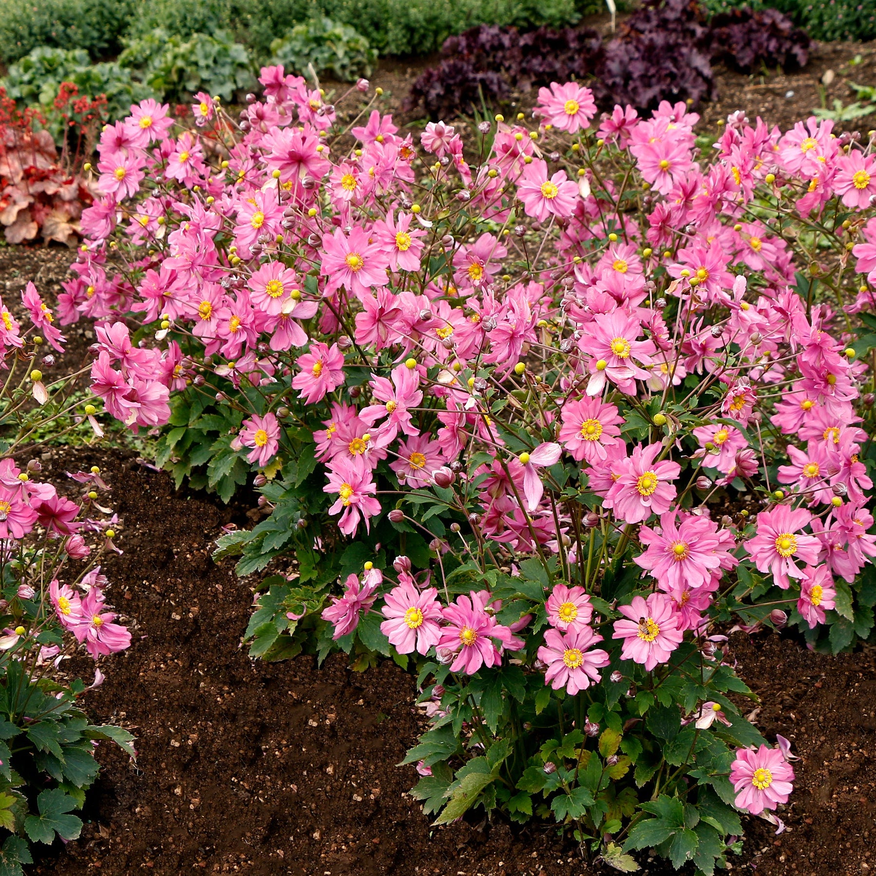 Harlequin Pastel' Anemone | Creekside Champions™ – Creekside