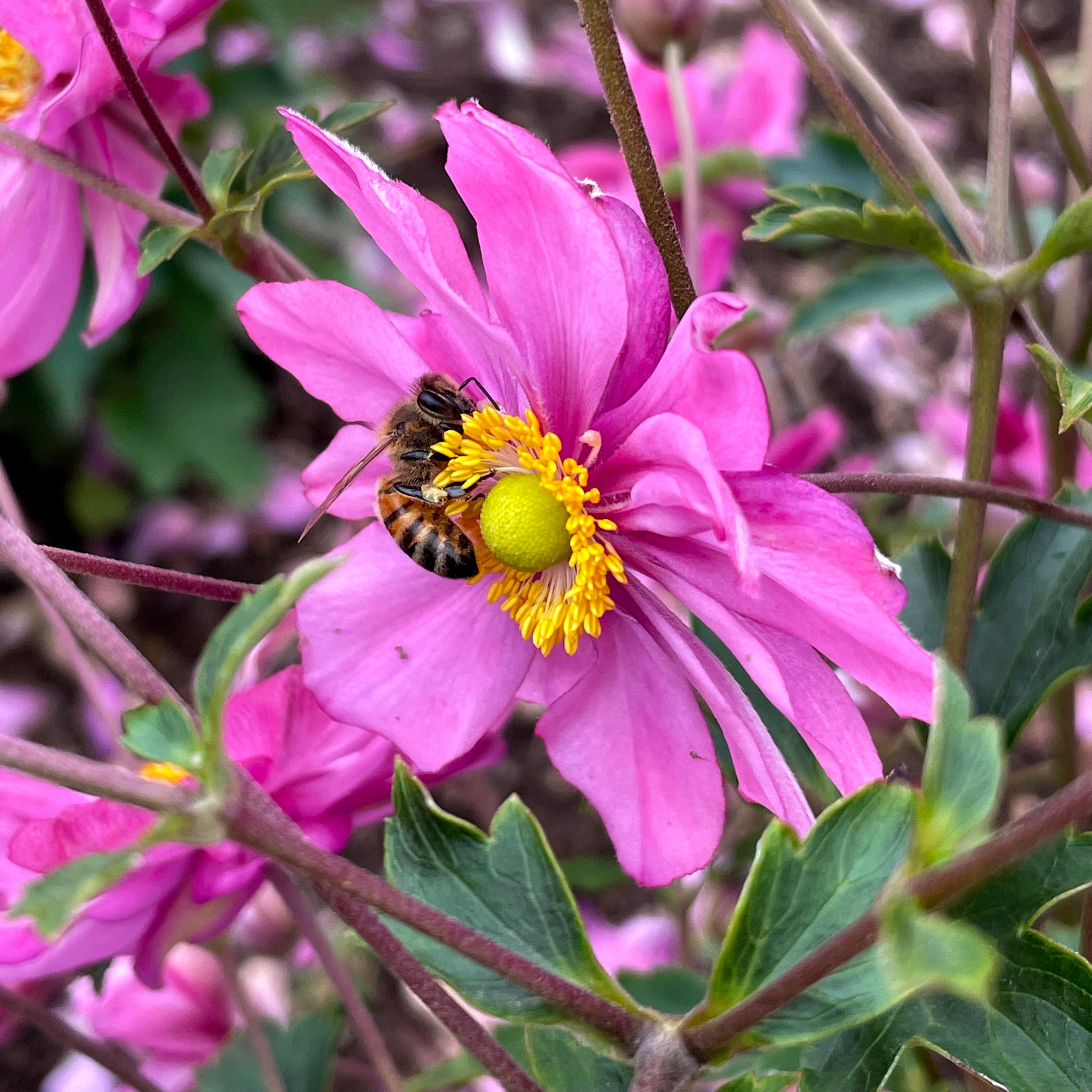Harlequin Pastel' Anemone | Creekside Champions™ – Creekside