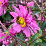 Harlequin Pastel anemone with pale pink blooms in a pot