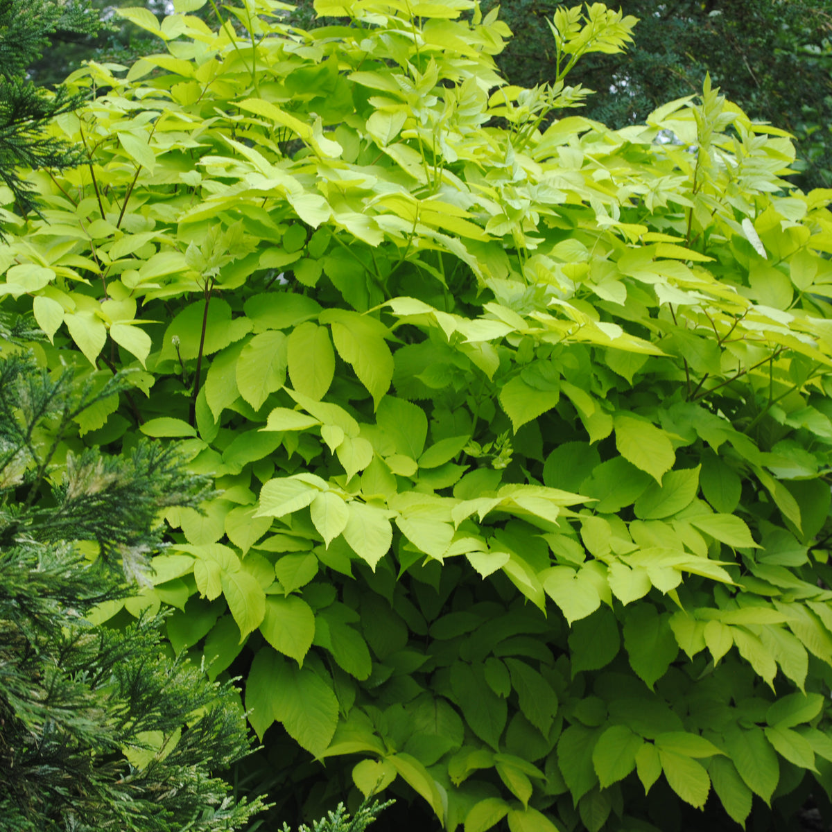 Sun King aralia with golden leaves in a nursery pot