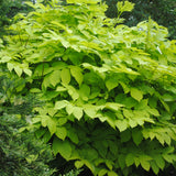Sun King aralia with golden leaves in a nursery pot