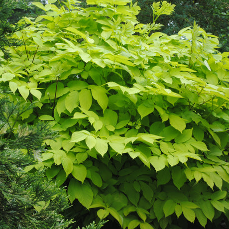 Sun King aralia with golden leaves in a nursery pot