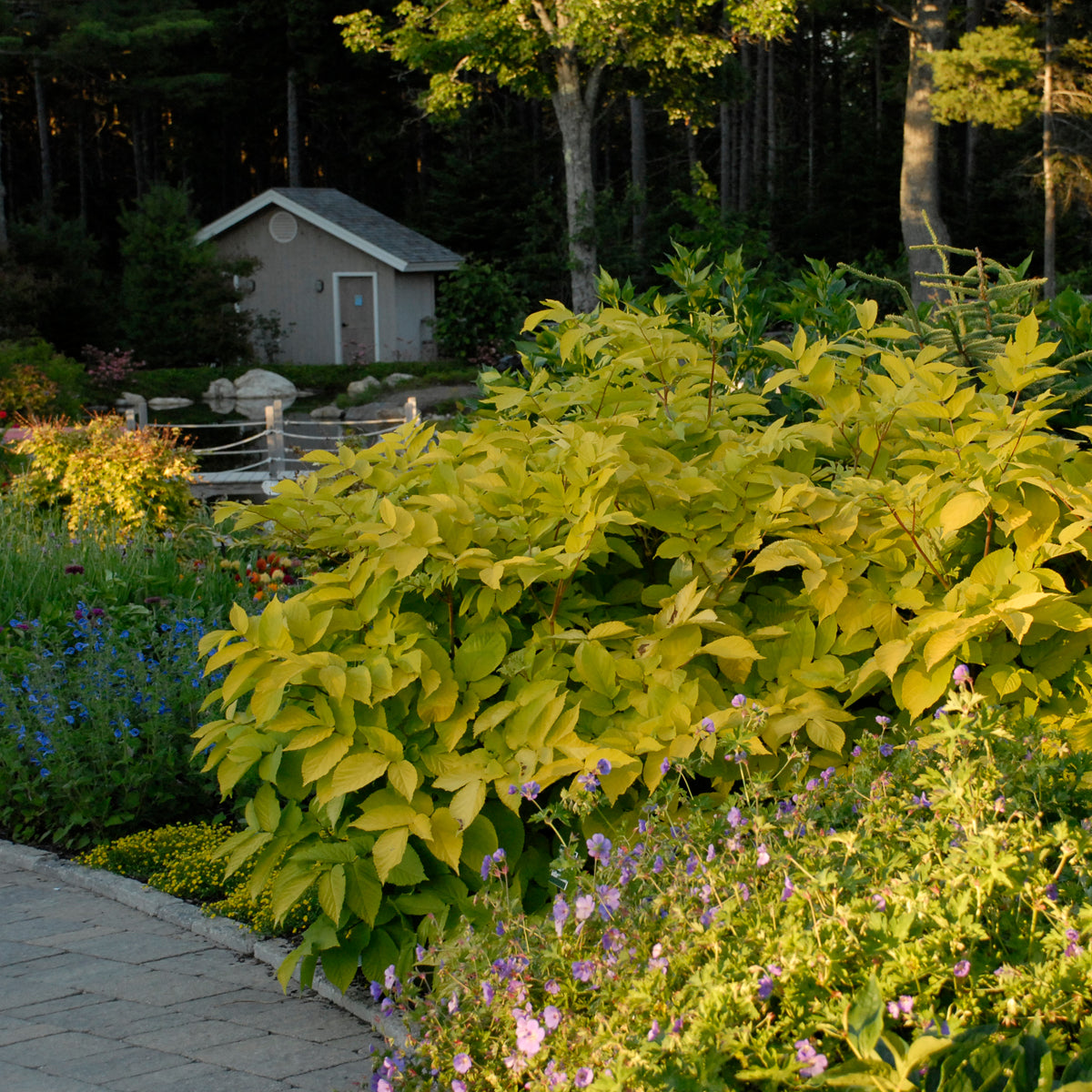 Sun King aralia with gold-green leaves in a pot