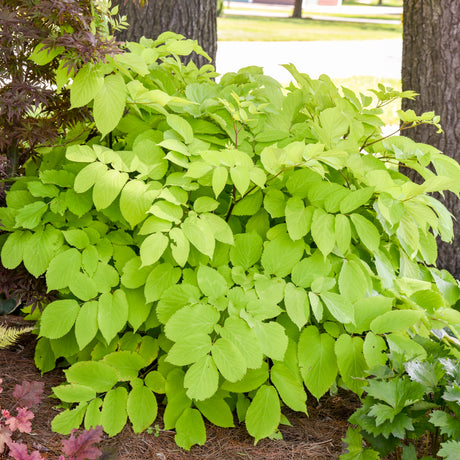 Sun King aralia in a decorative pot with golden leaves