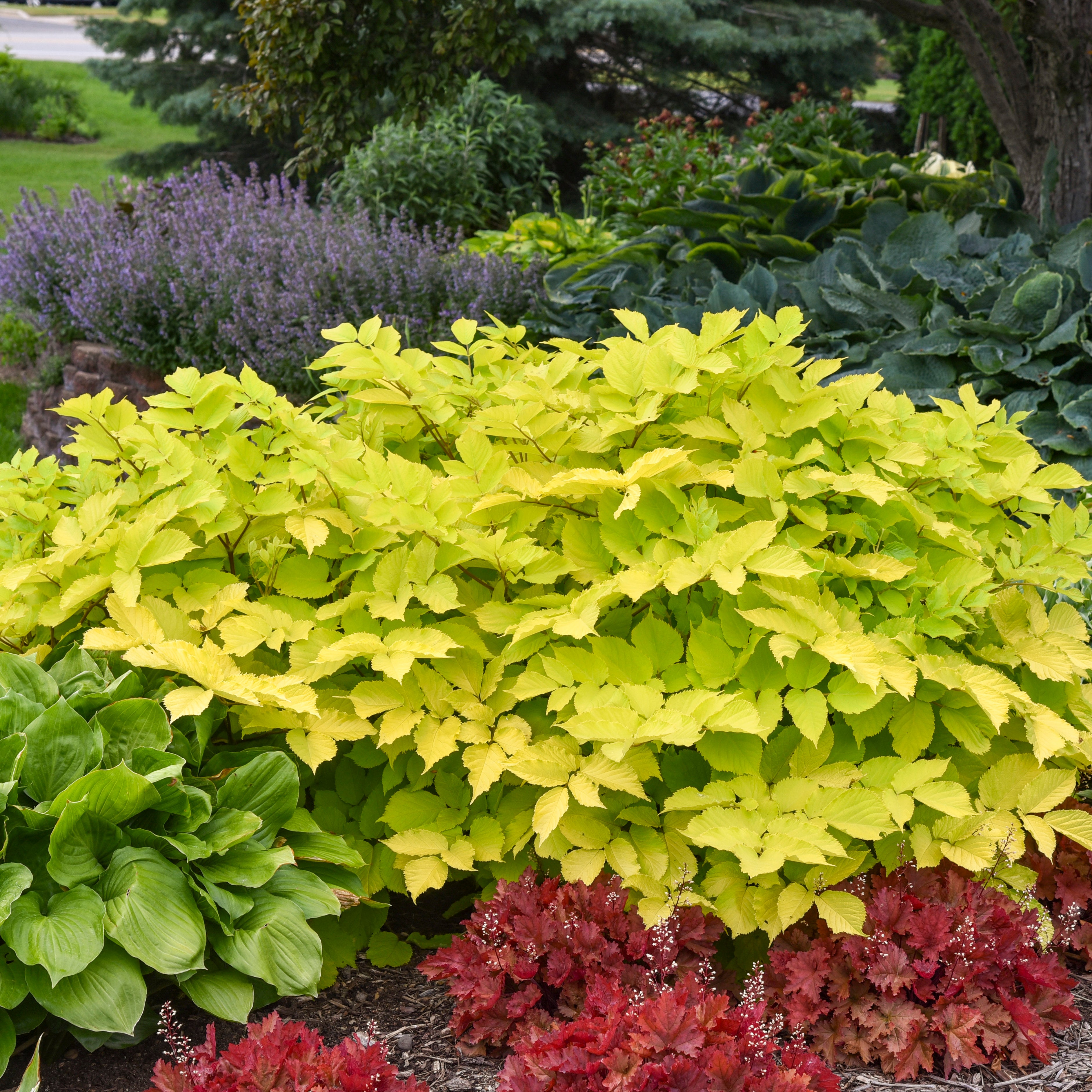 Sun King' Aralia | Creekside Champions™ – Creekside Nursery, Inc