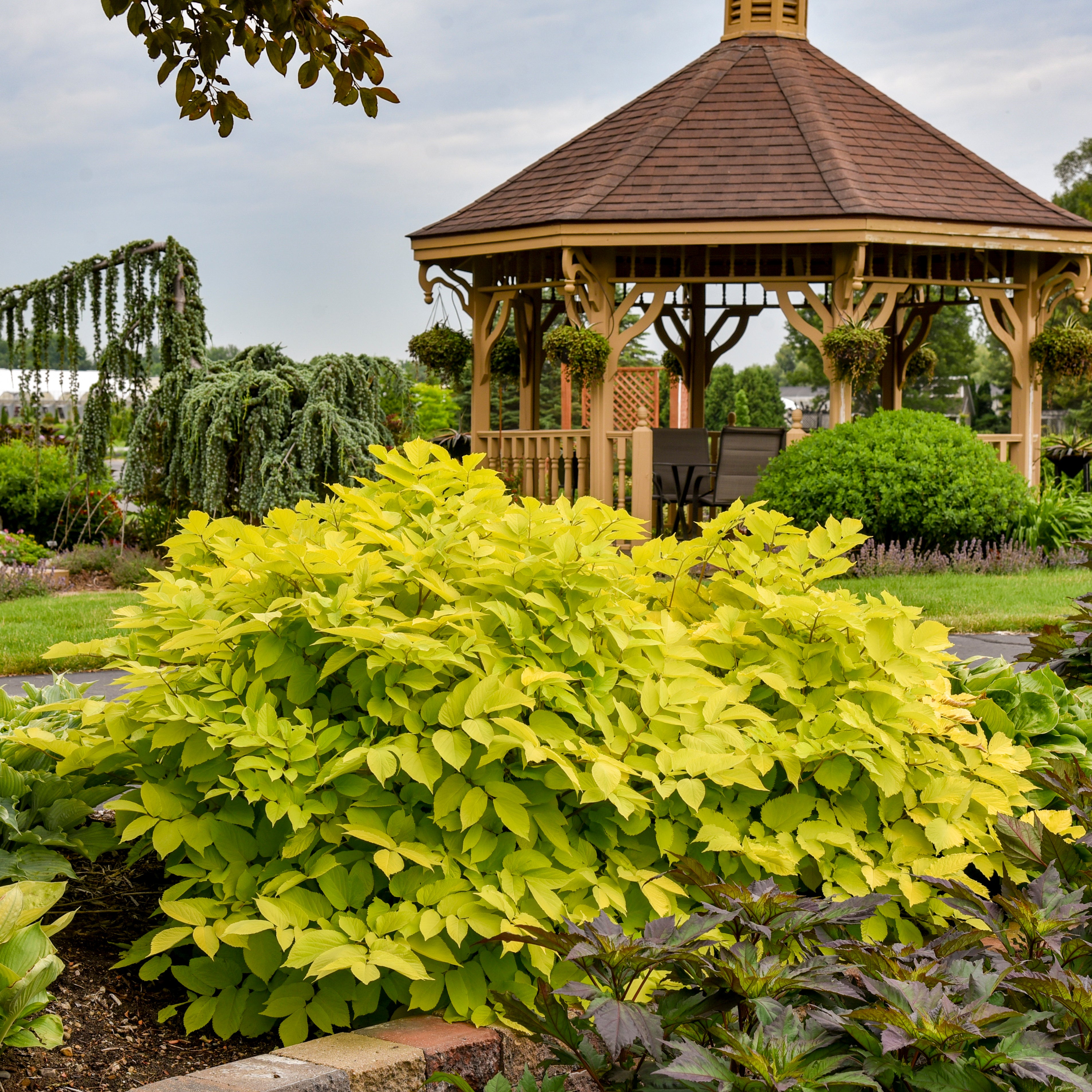 Sun King' Aralia | Creekside Champions™ – Creekside Nursery, Inc Sun King' Aralia | Creekside Champions™ – Creekside Nursery, Inc