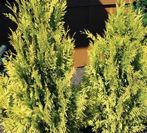 Arborvitae Forever Goldy in a nursery pot