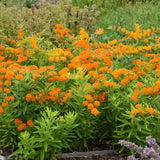 Butterfly weed with orange blooms in a nursery pot