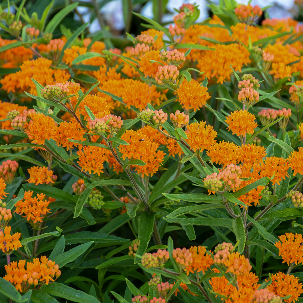 Butterfly weed with orange flowers in a nursery pot