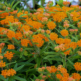 Butterfly weed with orange flowers in a nursery pot