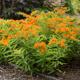 Butterfly weed with bright orange flowers in a pot