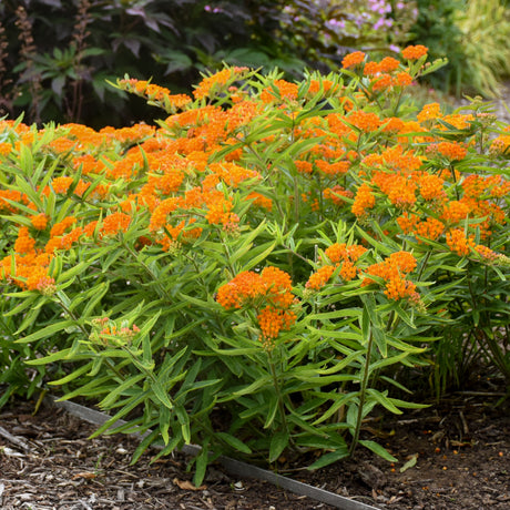 Butterfly weed with bright orange flowers in a pot