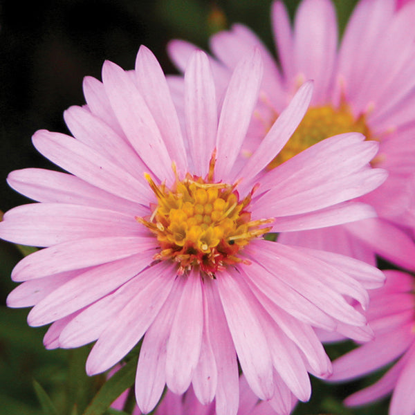 Aster Woods Pink – Creekside Nursery, Inc