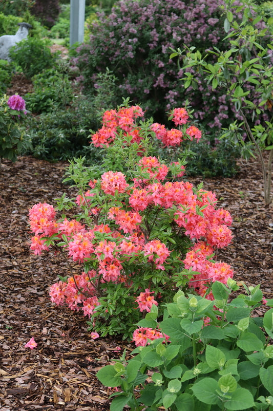 SWEET REWARD™ Coral Azalea – Creekside Nursery, Inc