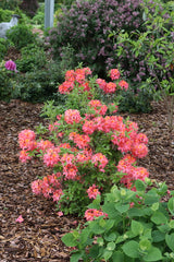 Sweet Reward coral azalea with pink coral blooms in a pot