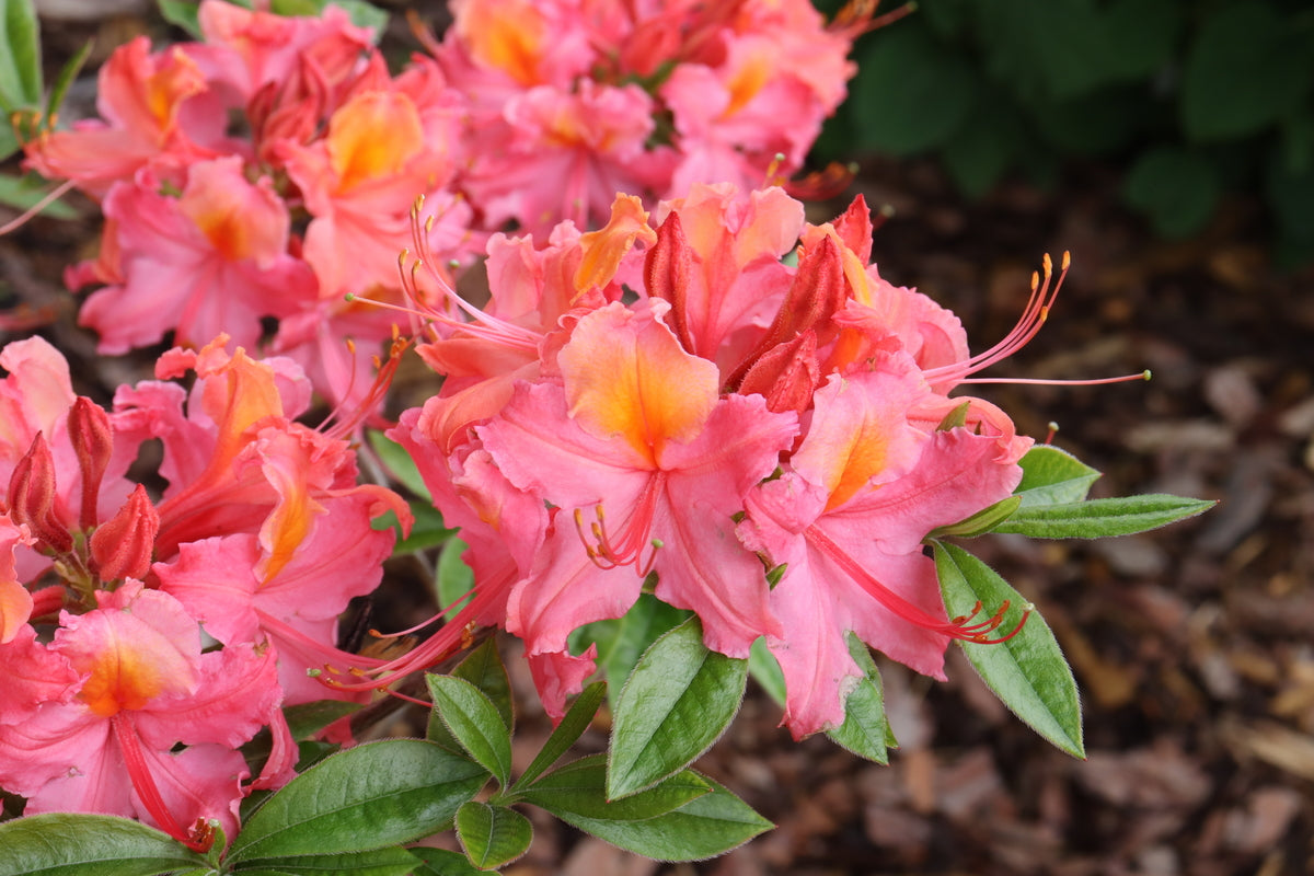 SWEET REWARD™ Coral Azalea – Creekside Nursery, Inc