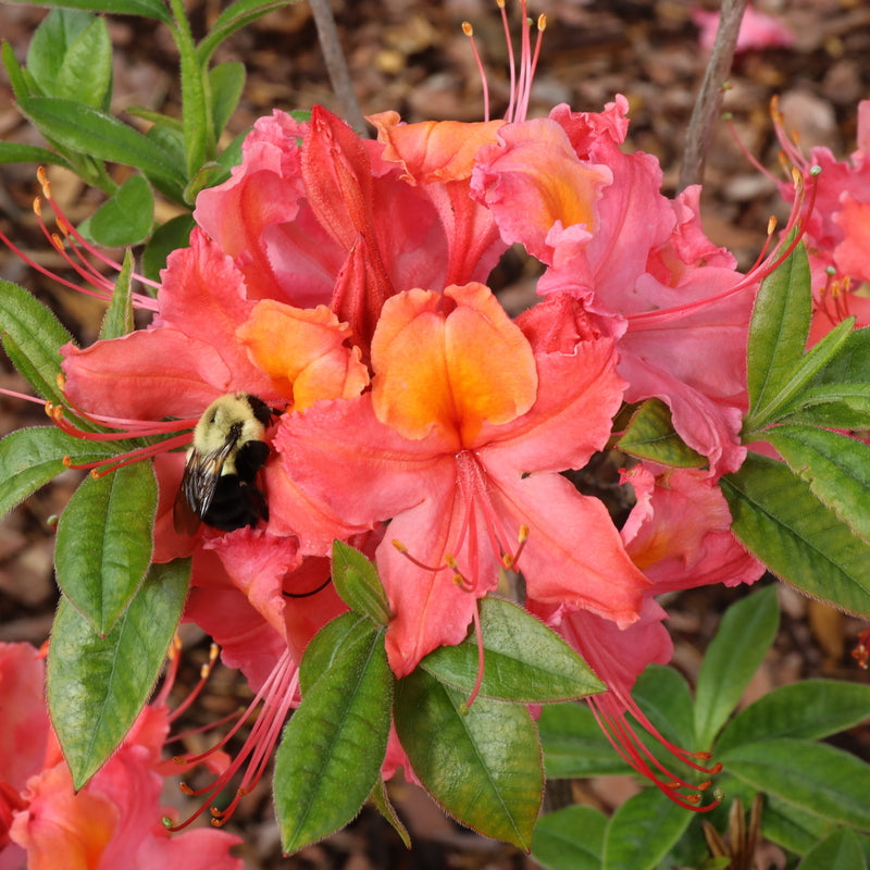 Coral azalea with blooms in a nursery pot