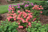 Coral azalea plant with blooms and green leaves in pot