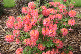 Sweet Reward coral azalea with pink blooms in a pot