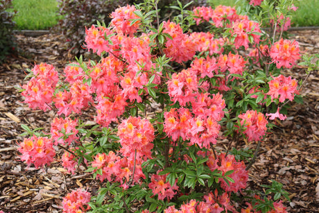 Sweet Reward coral azalea with pink blooms in a pot