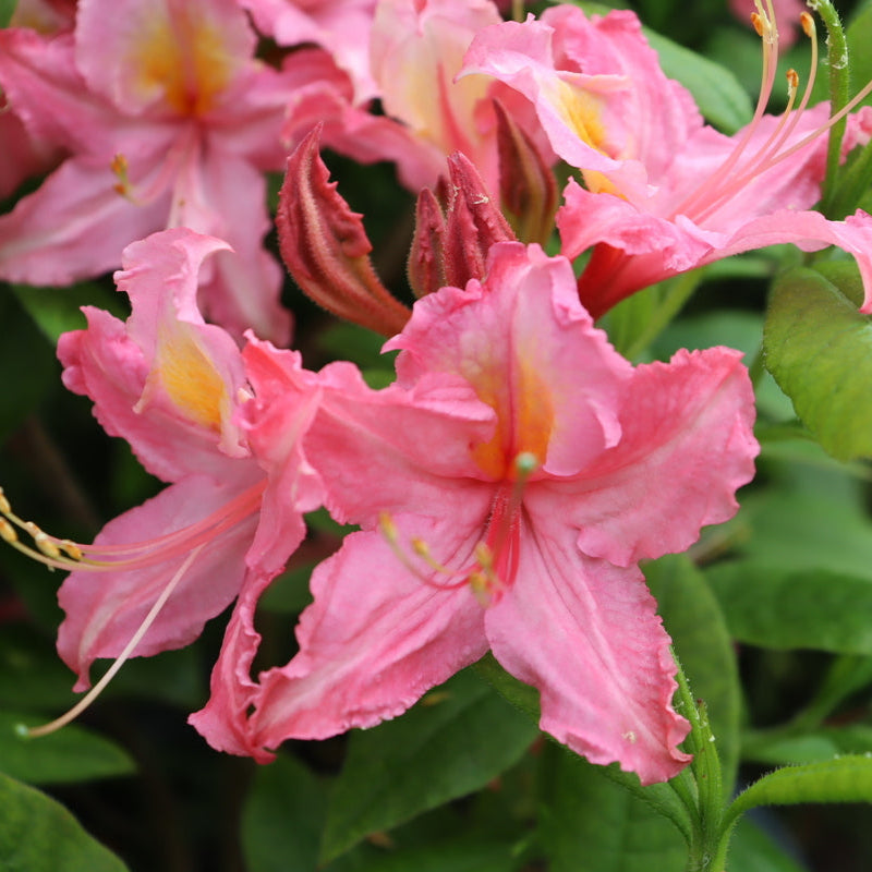 SWEET REWARD™ Pink Azalea – Creekside Nursery, Inc
