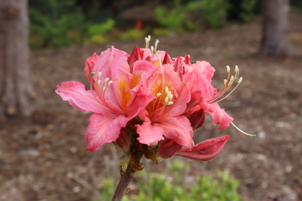 SWEET REWARD™ Pink Azalea – Creekside Nursery, Inc