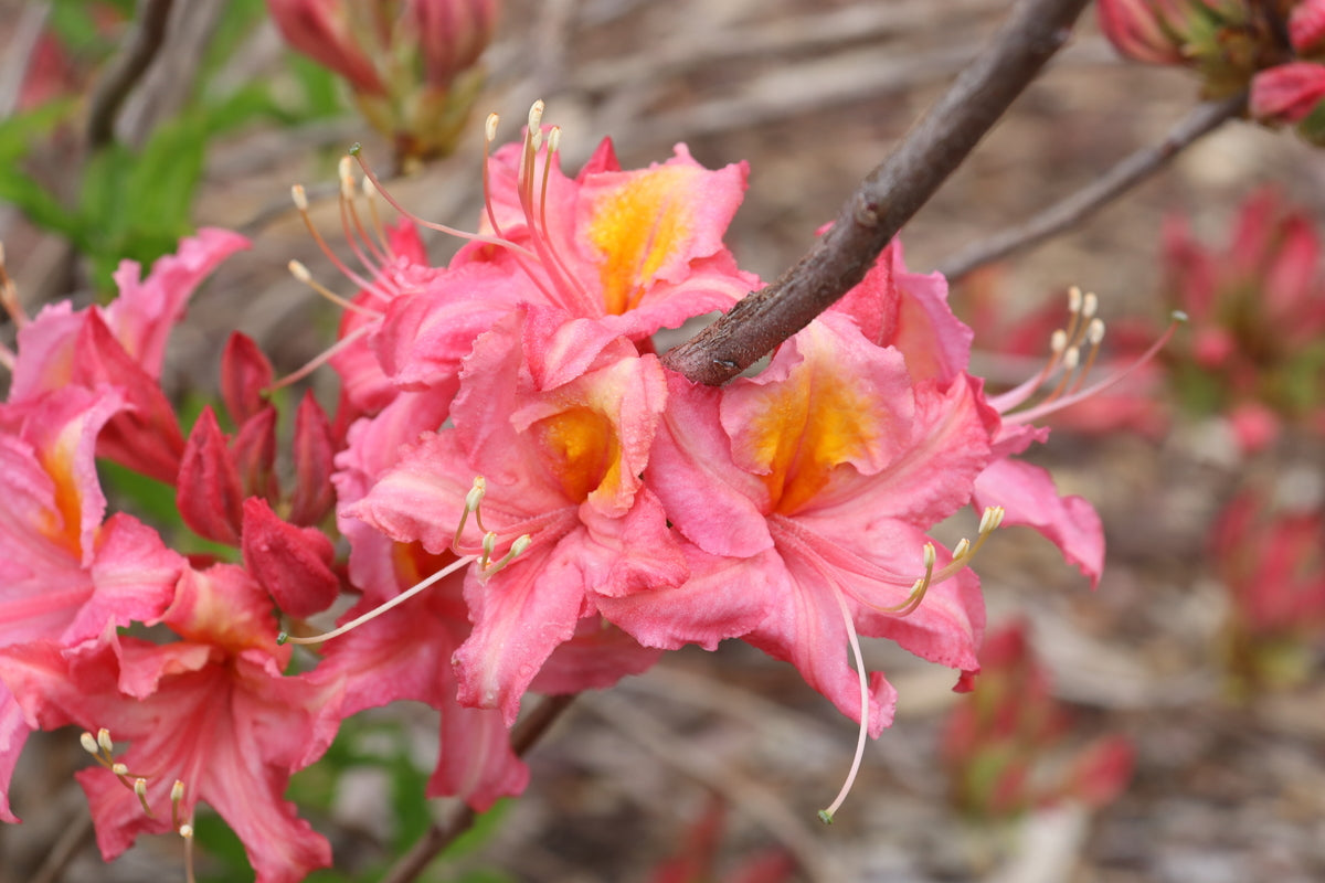 Pink blooms on a Sweet Reward azalea in a nursery pot