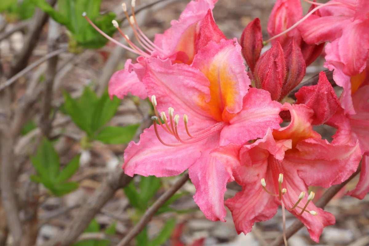 SWEET REWARD™ Pink Azalea – Creekside Nursery, Inc