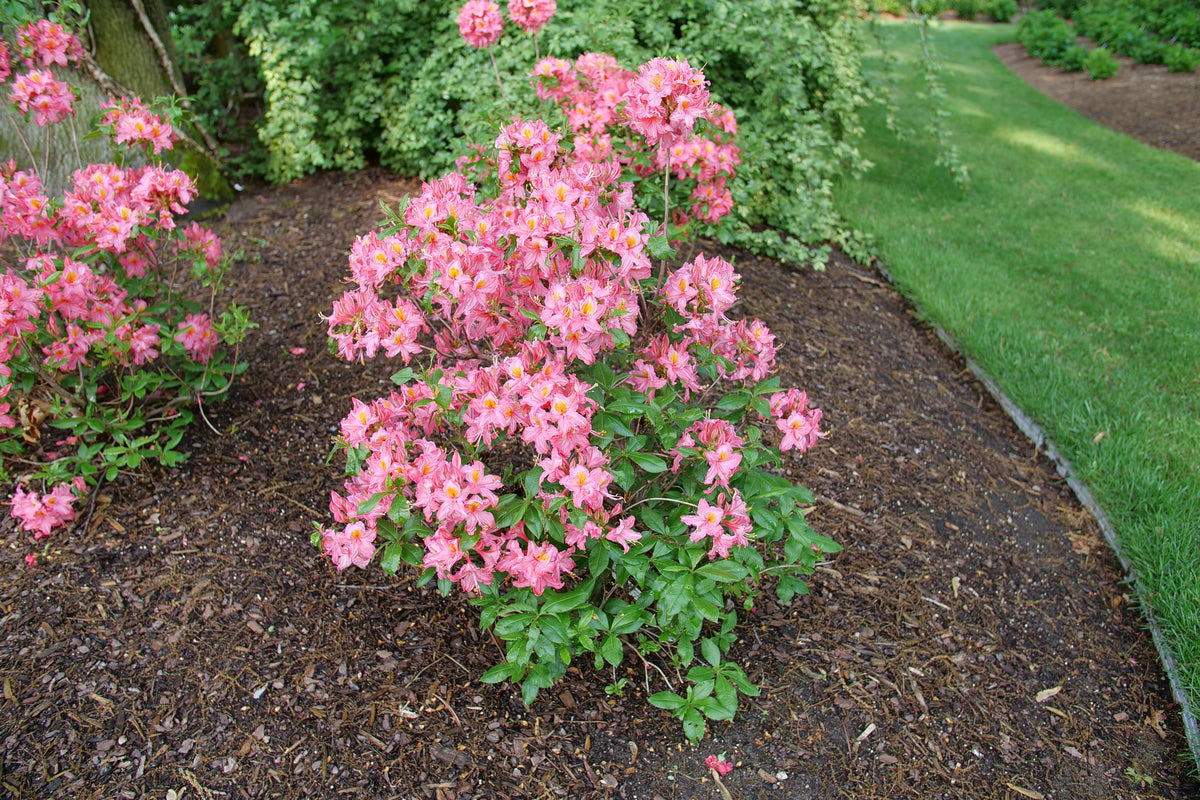 Pink Sweet Reward azalea blooming in a nursery pot