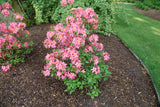 Pink Sweet Reward azalea blooming in a nursery pot