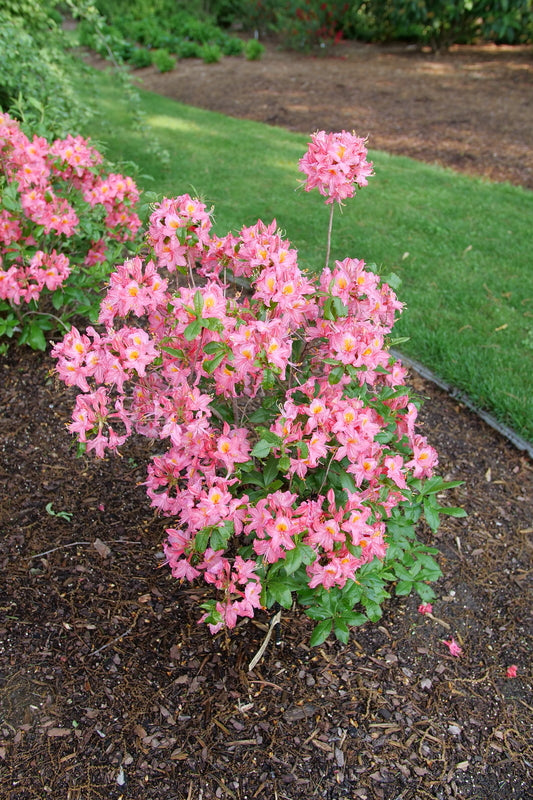 完売 激カワ韓国ブランド【AZALEA】クールベッド　SMサイズ ピンク SWEET REWARD™ Pink Azalea – Creekside Nursery, Inc