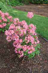 Pink azalea in a nursery pot with clustered blooms