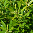 Bayside Bonito Southern Wax Myrtle in a nursery pot