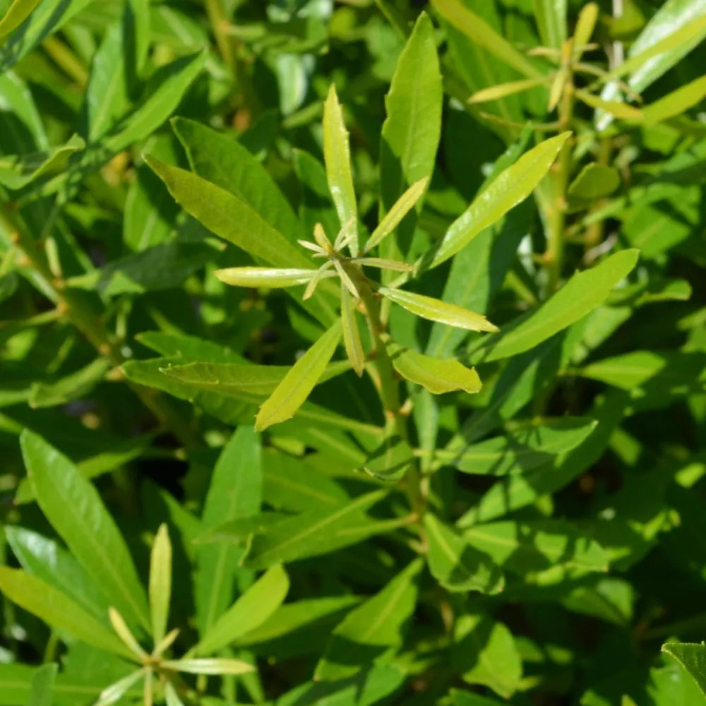 Bayside Bonito Southern Wax Myrtle in a nursery pot