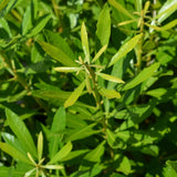 Bayside Bonito Southern Wax Myrtle in a nursery pot