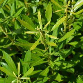 Bayside Bonito Southern Wax Myrtle in a nursery pot