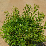 Bayside Bonito Southern Wax Myrtle in a nursery pot