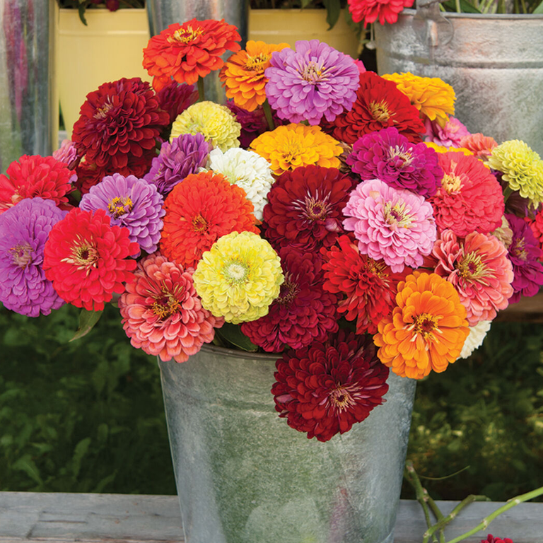 Benary's Giant Mix Zinnia Seeds – Creekside Nursery, Inc