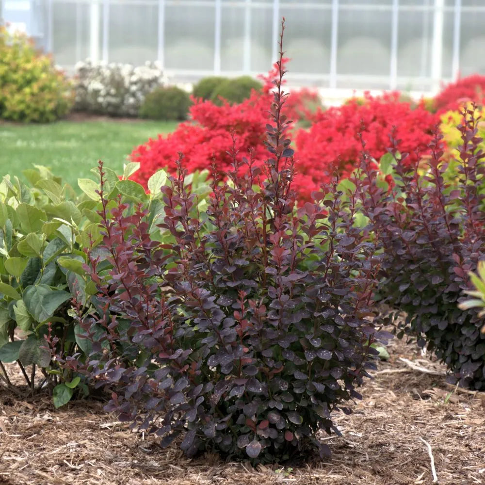 Proven Winners Sunjoy Plum Pillar Barberry - Thumbnail 4