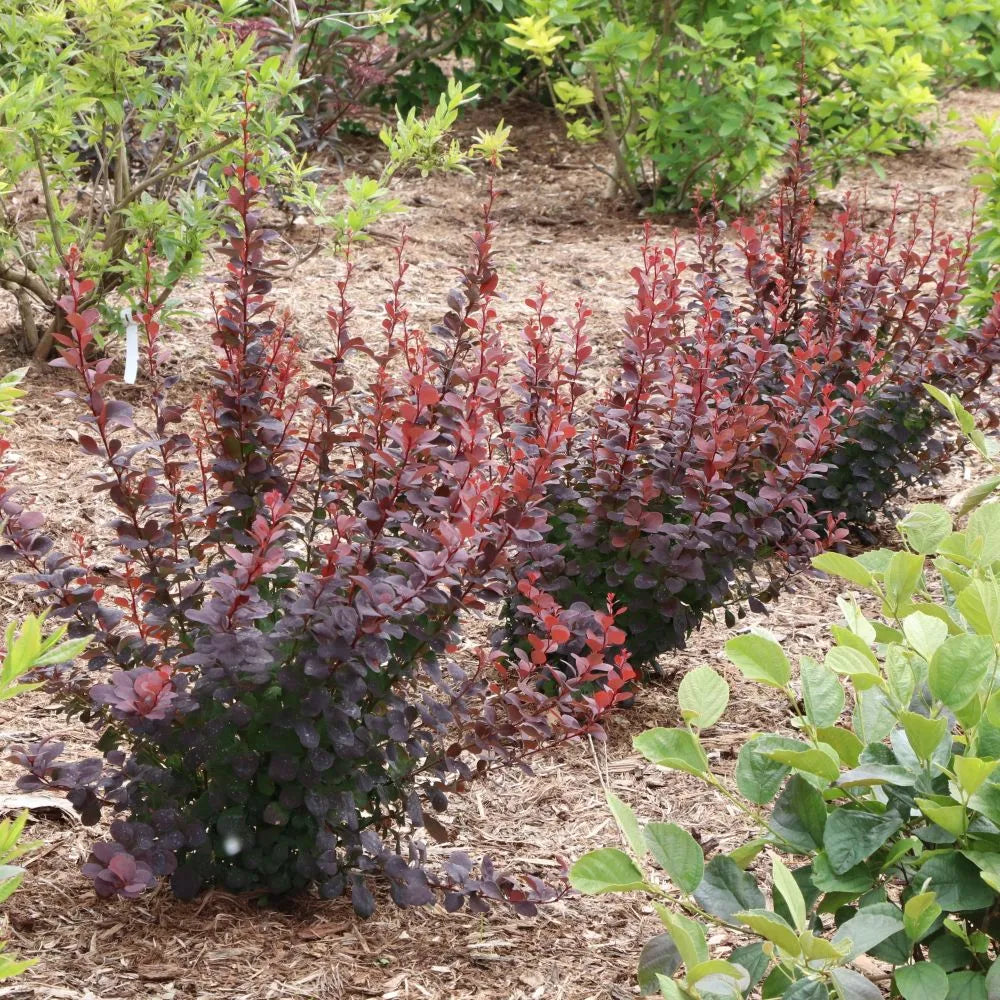 Proven Winners Sunjoy Plum Pillar Barberry - Thumbnail 3