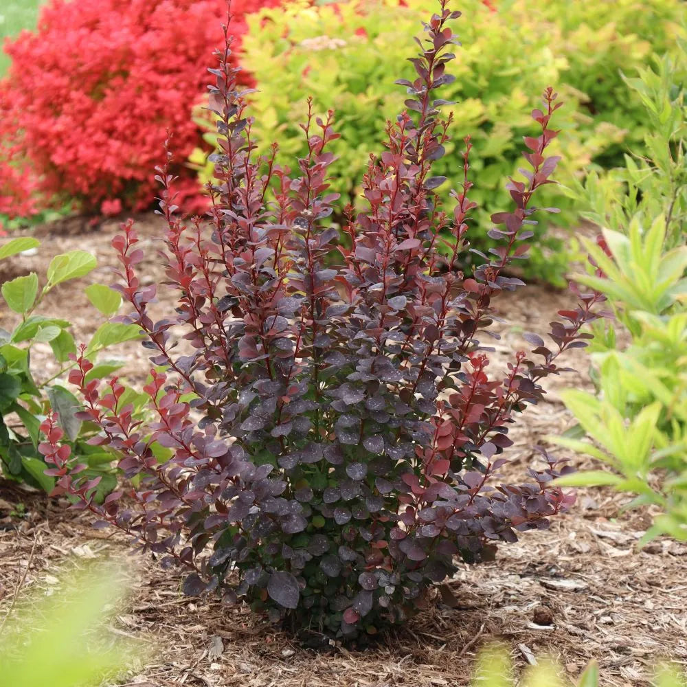 Proven Winners Sunjoy Plum Pillar Barberry - Thumbnail 2