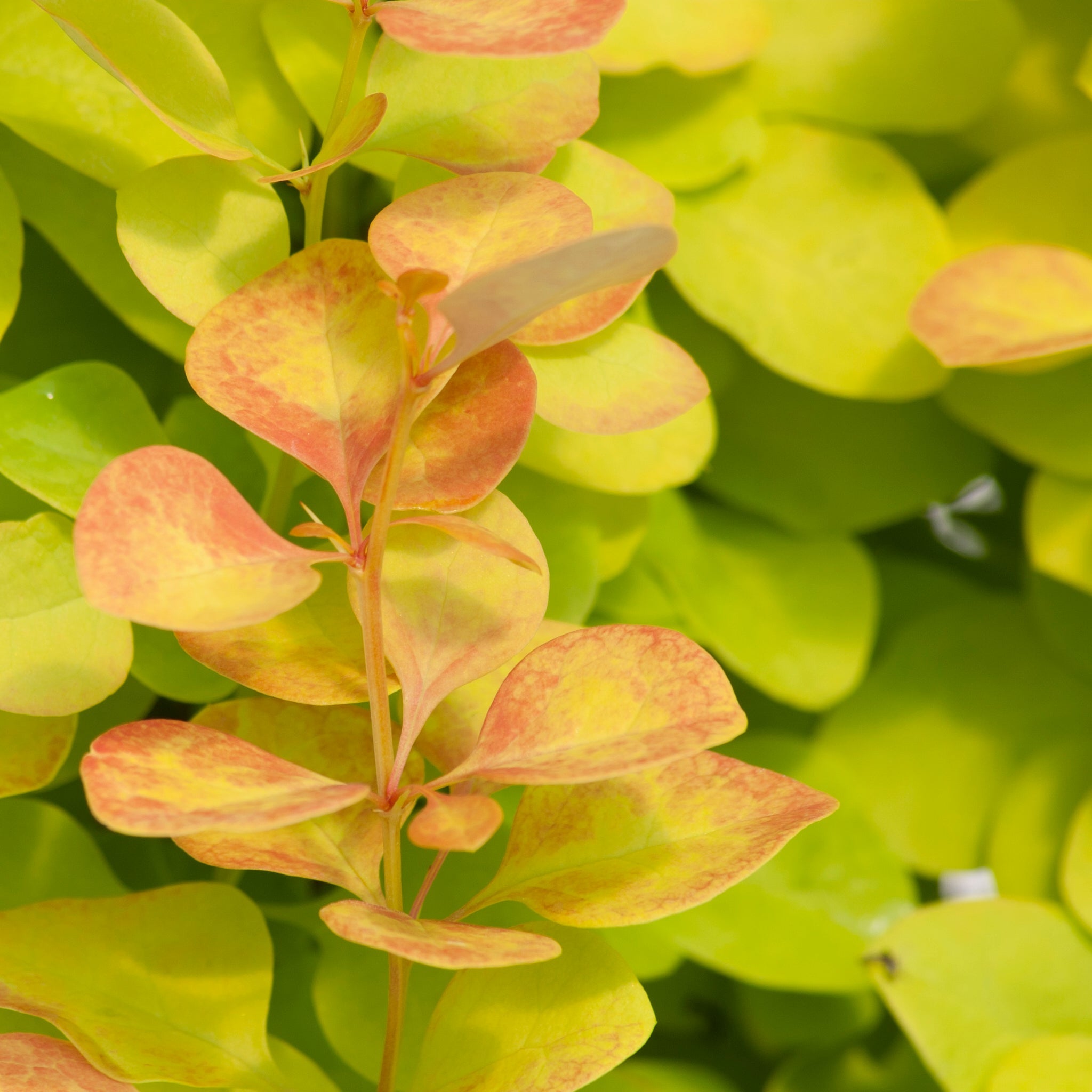 Proven Winners Sunjoy Gold Pillar Barberry - Thumbnail 2