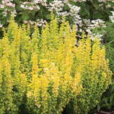 SUNJOY GOLD PILLAR barberry in upright yellow foliage