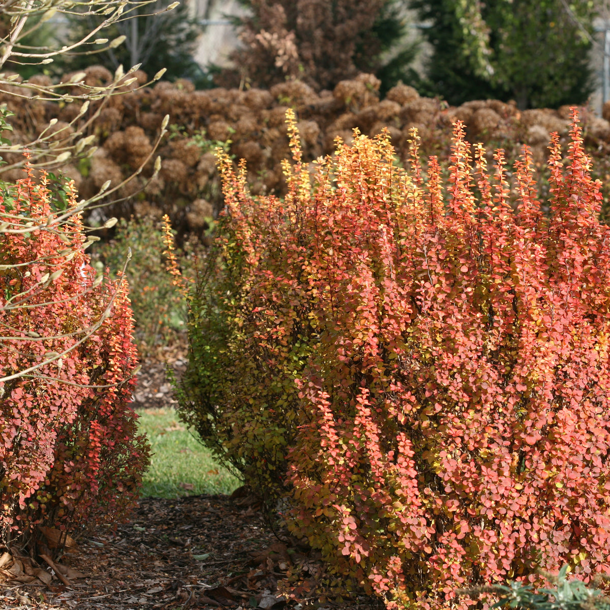Sunjoy Gold Pillar barberry in a nursery pot