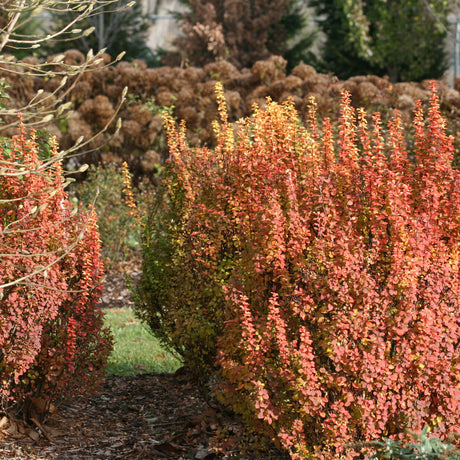 Sunjoy Gold Pillar barberry in a nursery pot