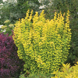 Sunjoy Gold Pillar barberry in a nursery pot